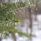 22 oz Butter Jar Candle: Fresh Cut Fraser